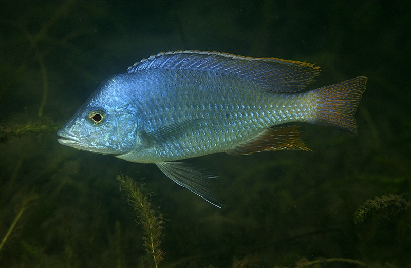 Hemitilapia oxyrhynchus 'Chiofu'